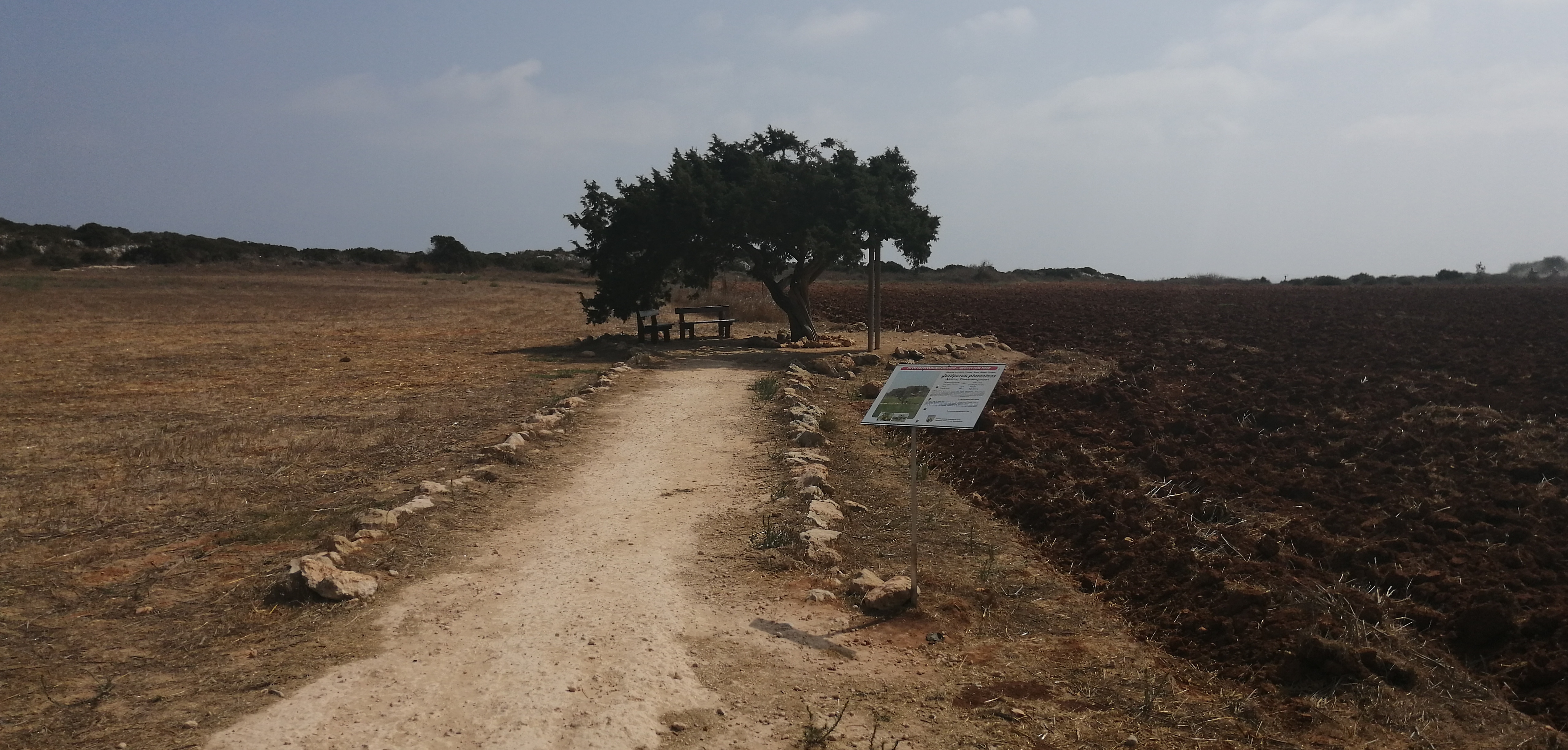 Ayia Napa, Tree of Lovers